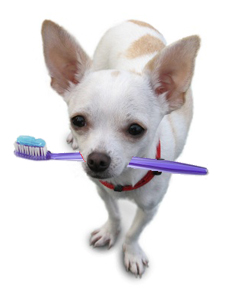 dental image